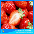 yummy fresh frozen strawberry with best price